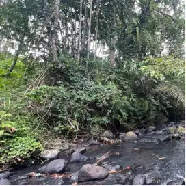 tanah cocok untuk villa atau resort langsung sungai view jungle