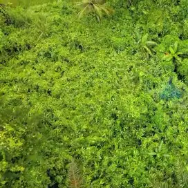 Jual Tanah Murah di Margamulya, Cileles, Lebak, Banten