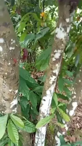JUAL TANAH KEBUN COKLAT DI SUKABUMI (NEGO)
