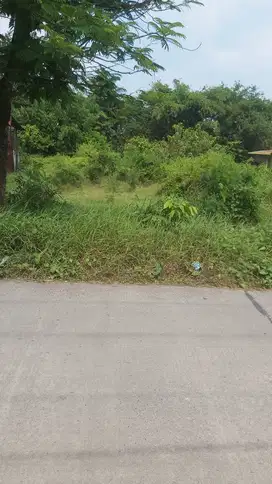 Jual tanah di jalan utama desa Lurah, Plumbon Luas 1.453 m²