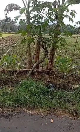 Dijual Sawah Murah di Timur Kantor Kecamatan Minggir Sleman