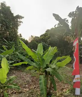 tanah kavling dekat citragran, strategis bisa untuk kontrakan, gudang,