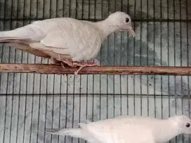perkutut putih dan majapahit