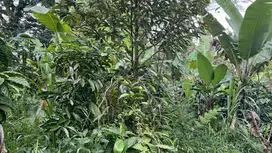 Kebun kopi robusta murah di tabanan