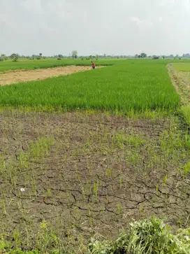 Dijual Tanah Murah di Pelemwatu Menganti - Gresik
