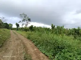 1 hektar kebun jeruk dekat jalan raya Katung Kintamani Bali