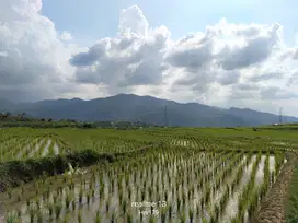 Dijual sawah murah pinggir jalan masuk mobil air bagus