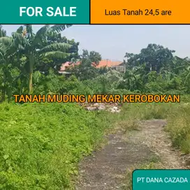 JALAN UTAMA MUDING MEKAR KUTA UTARA 24,5 ARE