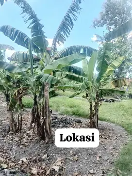 Tanah Dibawah Pasar 13 Are di Umalas Kerobokan