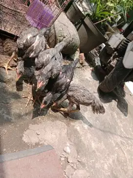 Ayam bangkok borongan