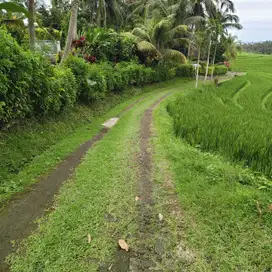 Jual tanah kebun 38,50 are lokasi di selemadwg barat.