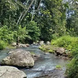 di jual tanah kebun los sungai view sawah di selemadeg tabanan