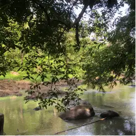Tanah kebun los sungai di kawasan villa