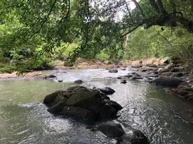 Tanah los sungai view jungle cocok untuk hunian atau villa pribadi