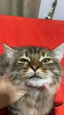 kucing munchkin mix bsh