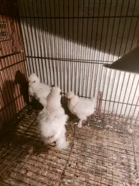 Anak ayam American silkie 3 ekor