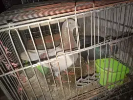 Burung dara barter ocean