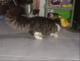 Jasa Pacak Kucing Munchkin