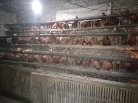 Ayam petelur borongan