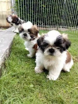 DIJUAL ANAK ANJING SHIHTZU