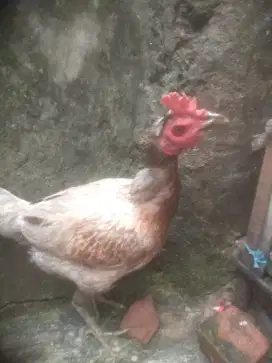 Ayam Bangkok pamangon betina ori