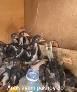 Anak ayam bagus pakhoy