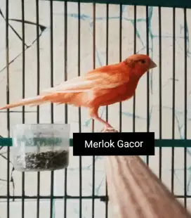 Kenari Merah varian Gacor