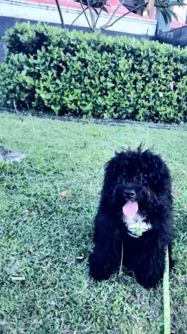 Poodle Jantan non Stb vaksin Lengkap