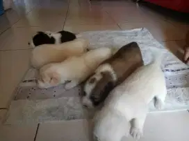 Puppy corgi mix beagel