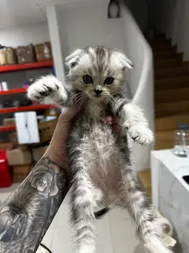 scottish fold , warna tabby