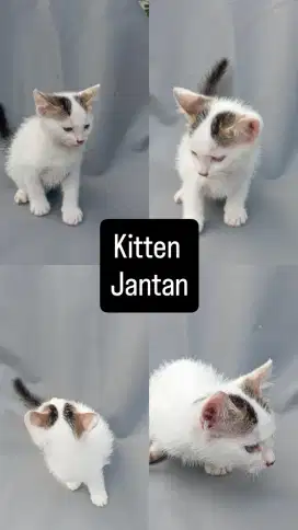 Kitten Persia Putih Abu