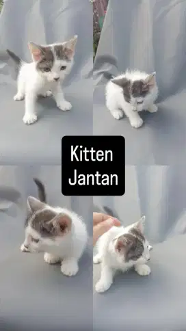 Kitten Persia Putih Abu