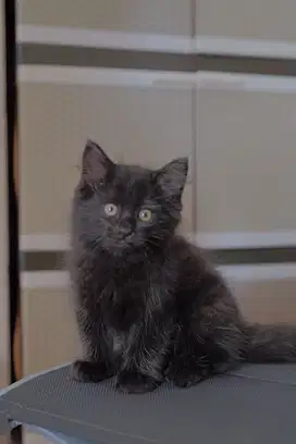 Kucing Persia Jantan ,Lepas Adop bermahar kitten persia