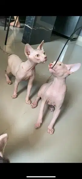 Sphinx Kitten anakan