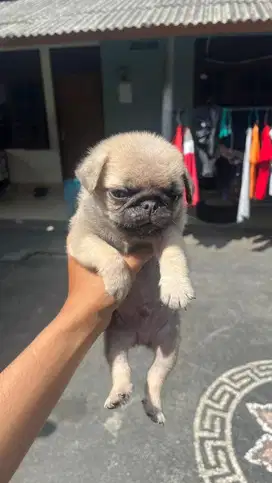 ankan pug jantan