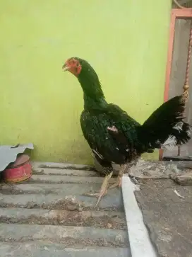 Ayam babon bangkok klasik