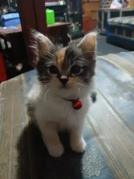 Lepas Adopsi Anak Kucing Persia Betina