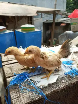 Anak Ayam Kate Usia 2 bulan