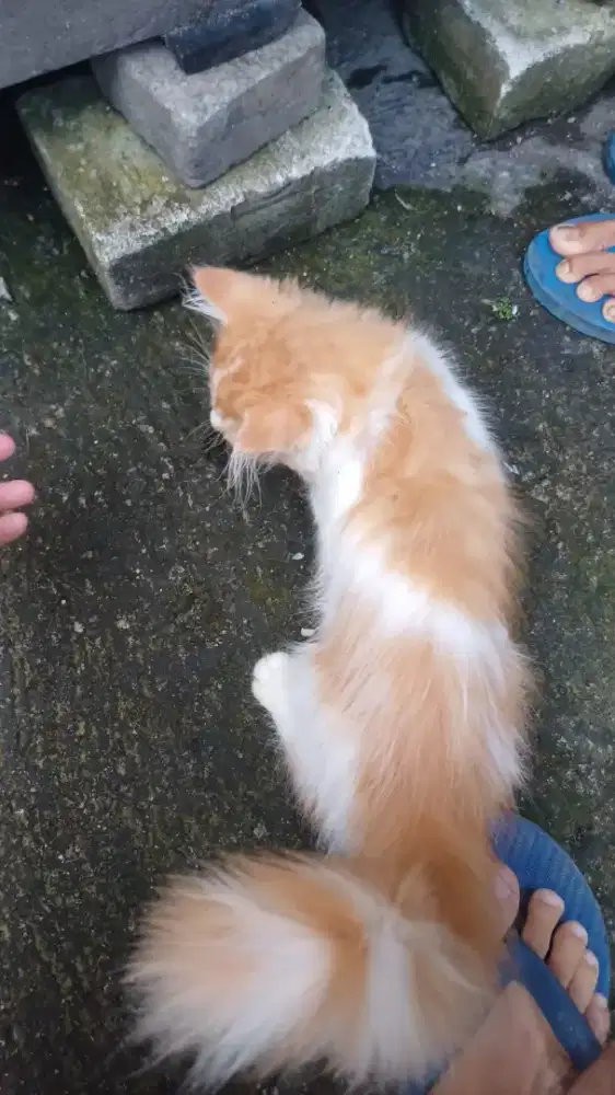 Kitten Munchkin NS