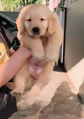 Golden Retriever puppy