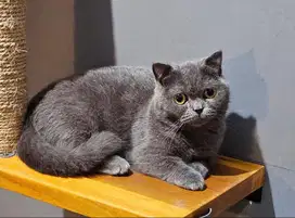 BSH MUNCHKIN BLUE SOLID