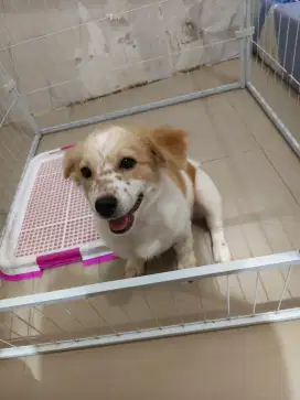 Anjing Shitzu mix Minipom