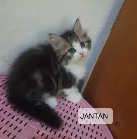 KUCING KITTEN PERSIA
