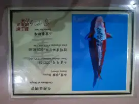 Ikan koi import