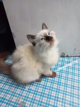 Himalaya x ragdoll (midoll)