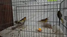 Kenari Lokal dan Loper