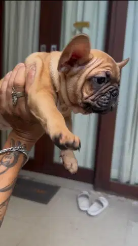 French bulldog female