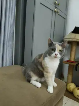 Kucing BSH calico indukan