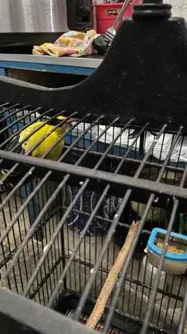burung kepodang