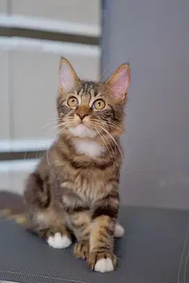 Lepas Adopt Bermahar Kitten Mainecoon